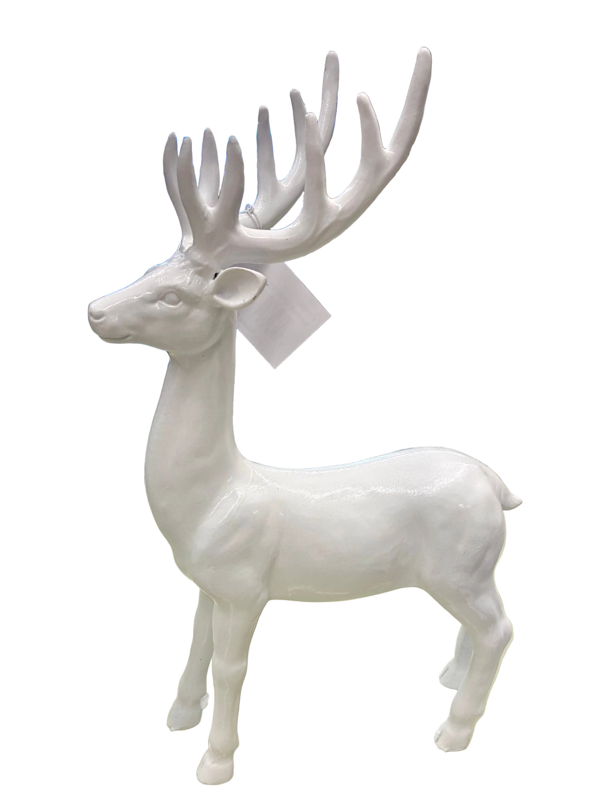 White Stag Deer / Standing & Sitting